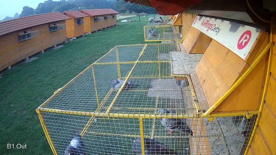 Pigeon Arrival Image For Race Final race 1