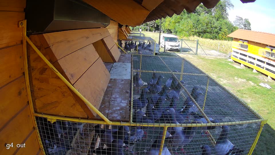 Pigeon Arrival Image For Race Race 1