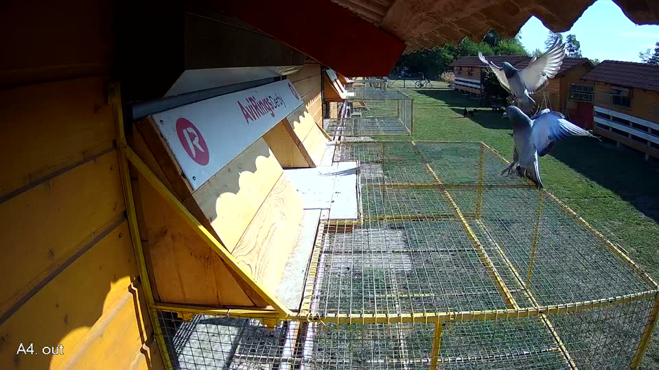 Pigeon Arrival Image For Race Race 2