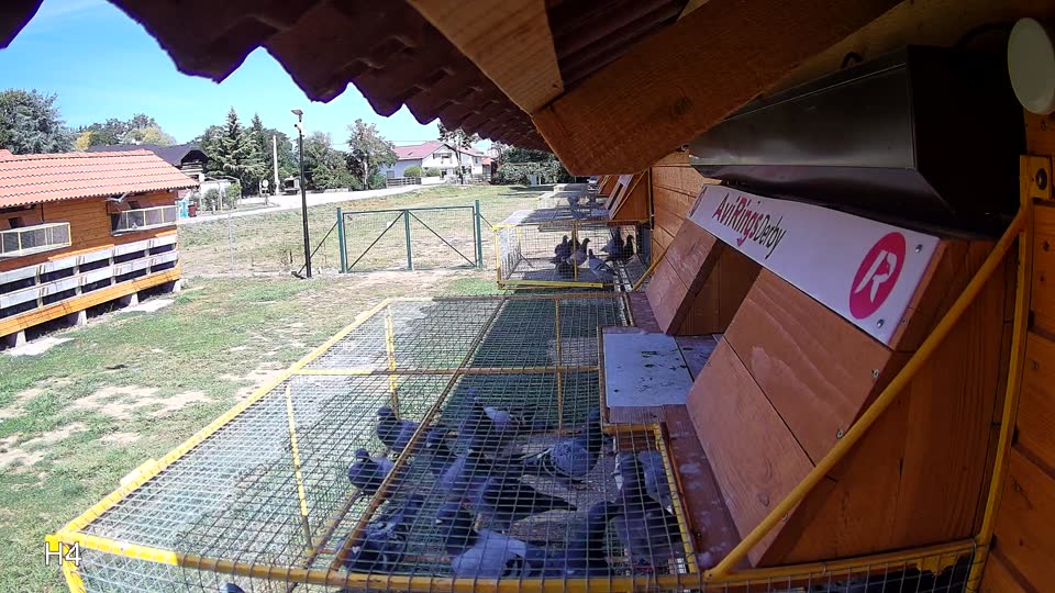 Pigeon Arrival Image For Race Race 4