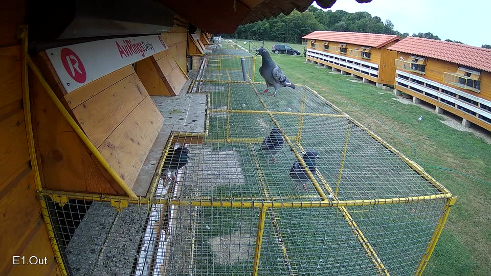 Pigeon Arrival Image For Race Race 3