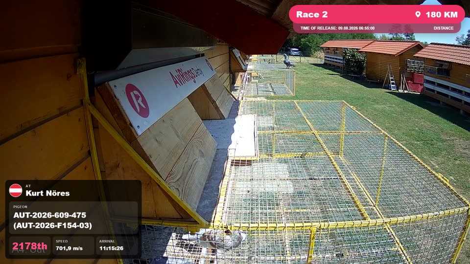Pigeon Arrival Image For Race Race 2
