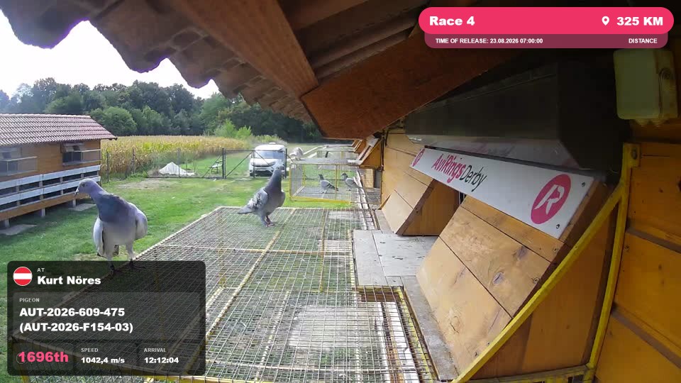 Pigeon Arrival Image For Race Race 4