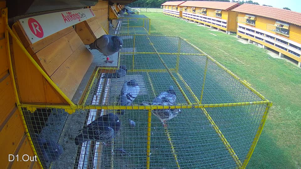Pigeon Arrival Image For Race Race 4