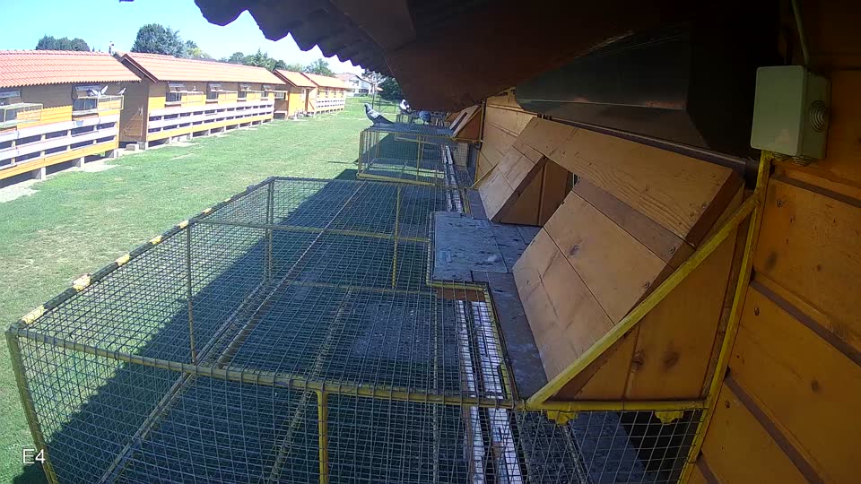 Pigeon Arrival Image For Race Race 2