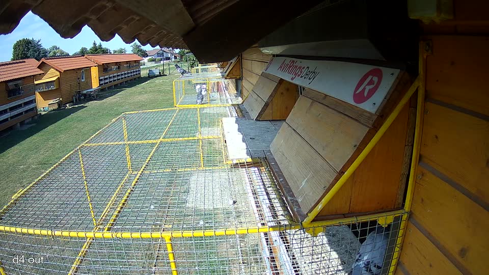 Pigeon Arrival Image For Race Race 1