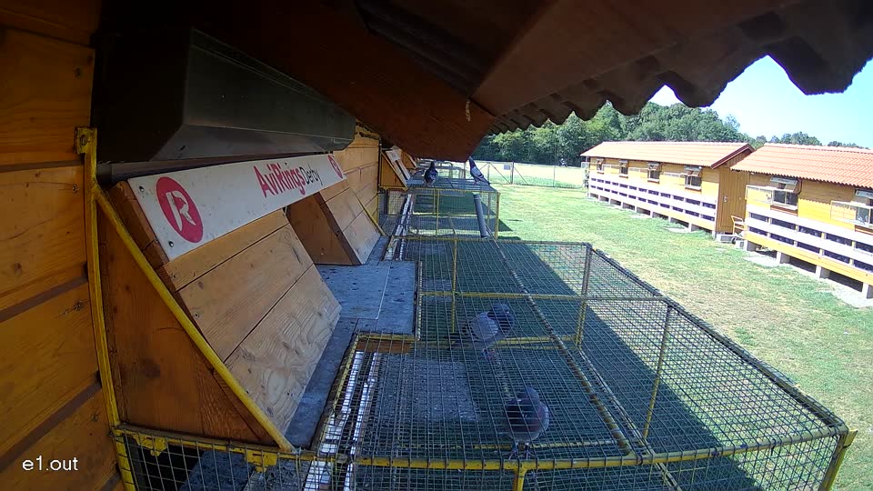 Pigeon Arrival Image For Race Race 2