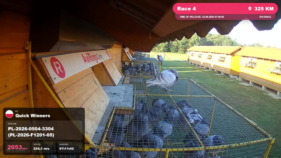 Pigeon Arrival Image For Race Race 4
