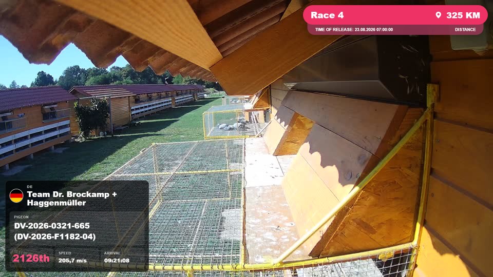Pigeon Arrival Image For Race Race 4