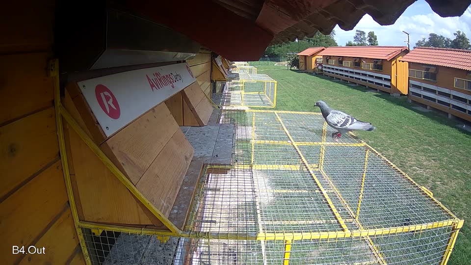 Pigeon Arrival Image For Race Race 6