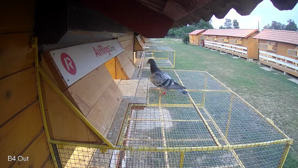 Pigeon Arrival Image For Race Race 4