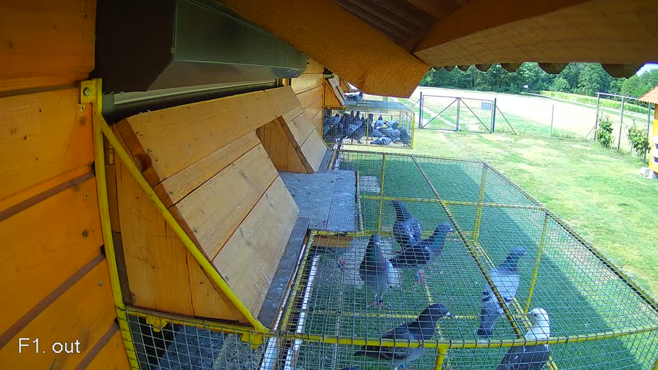 Pigeon Arrival Image For Race Race 1