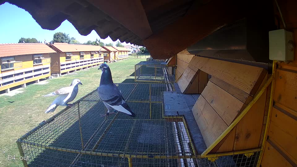 Pigeon Arrival Image For Race Race 3
