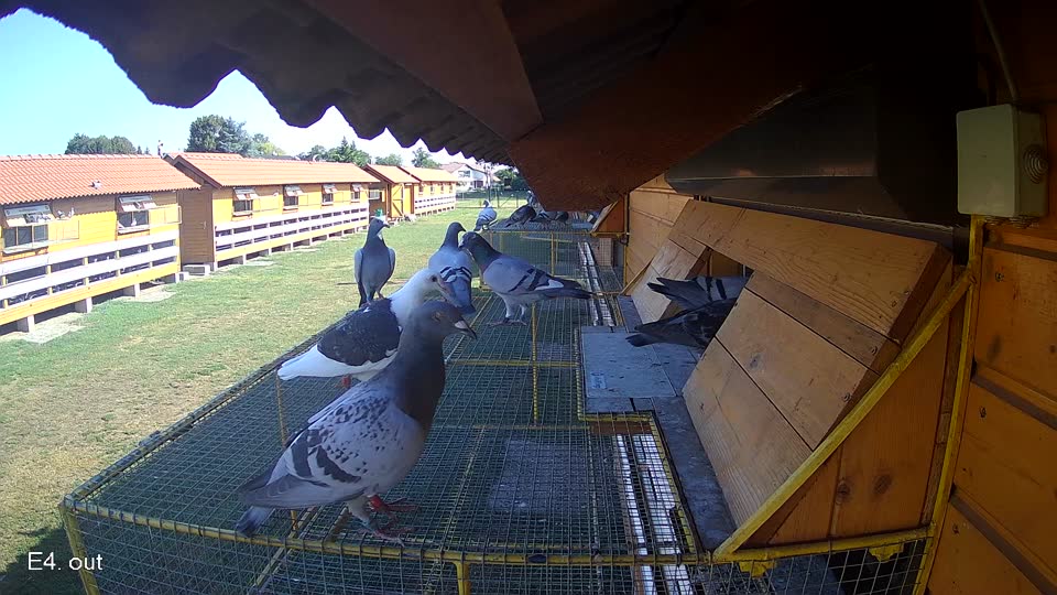 Pigeon Arrival Image For Race Race 2