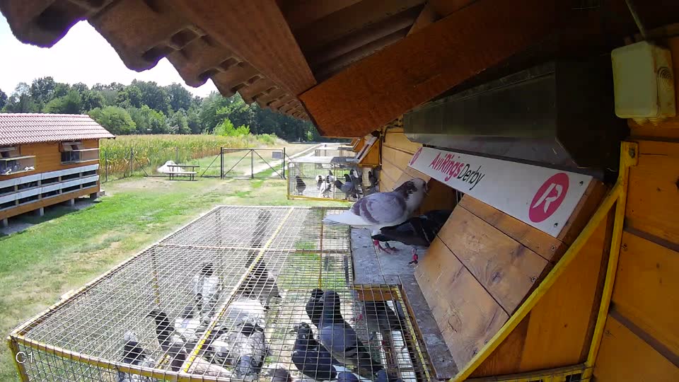 Pigeon Arrival Image For Race Race 1