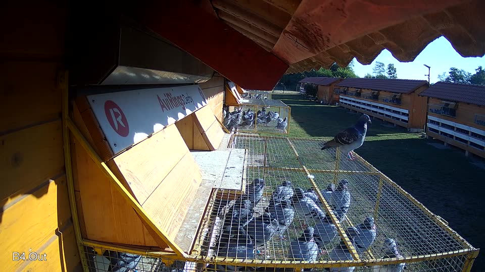 Pigeon Arrival Image For Race Race 3
