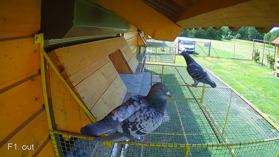 Pigeon Arrival Image For Race Race 4