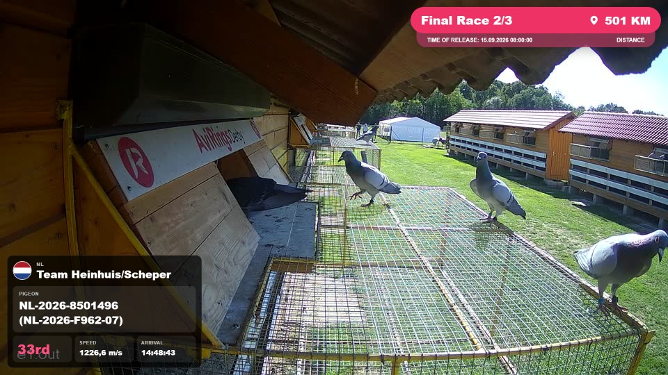 Pigeon Arrival Image For Race Final Race 2/3
