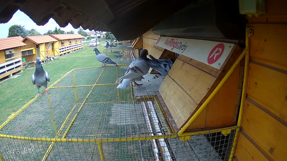 Pigeon Arrival Image For Race Race 4