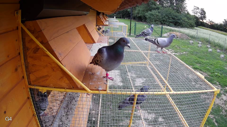 Pigeon Arrival Image For Race Race 6