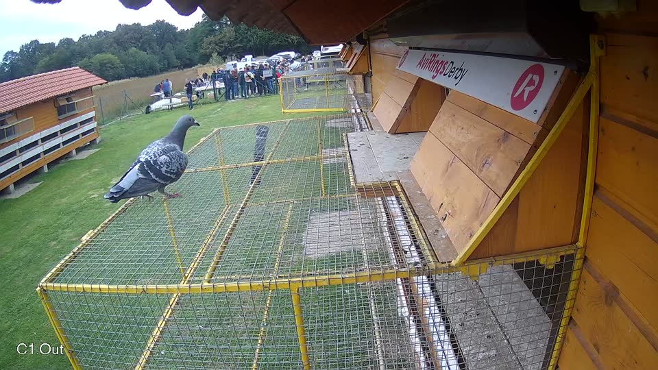 Pigeon Arrival Image For Race Final race 3