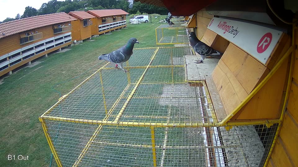 Pigeon Arrival Image For Race Race 3