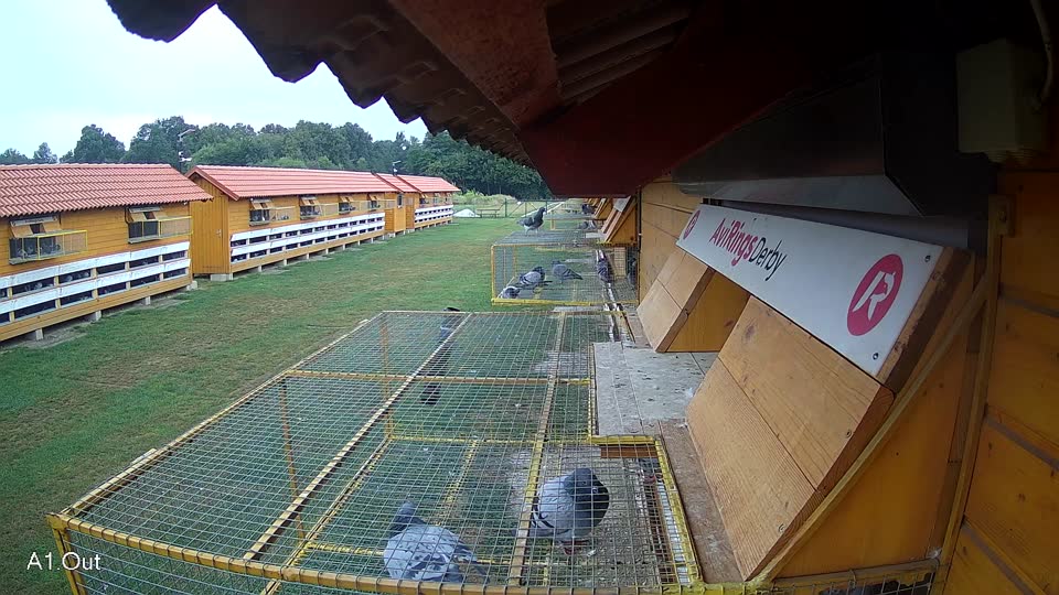 Pigeon Arrival Image For Race Race 4