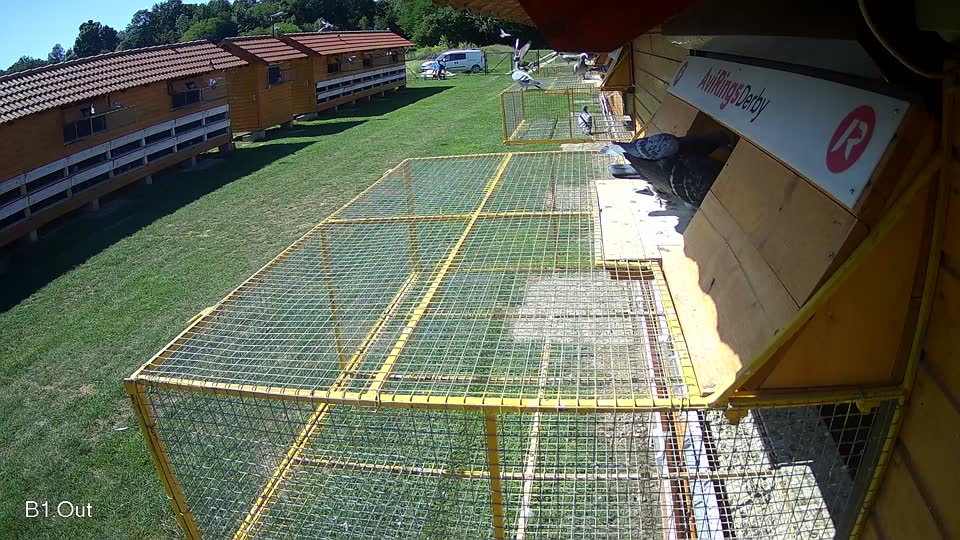 Pigeon Arrival Image For Race Race 2