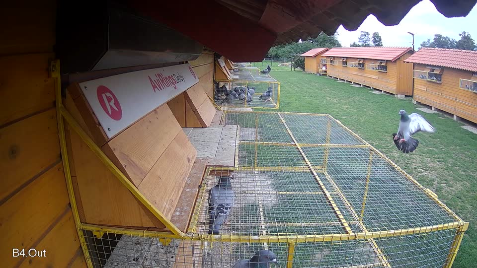 Pigeon Arrival Image For Race Race 6