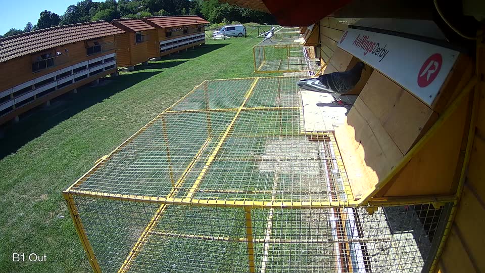 Pigeon Arrival Image For Race Race 2