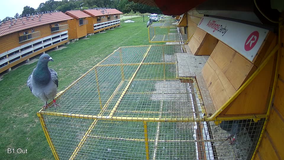 Pigeon Arrival Image For Race Race 6