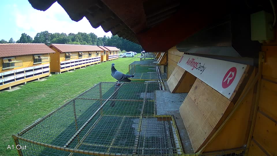 Pigeon Arrival Image For Race Final race 1