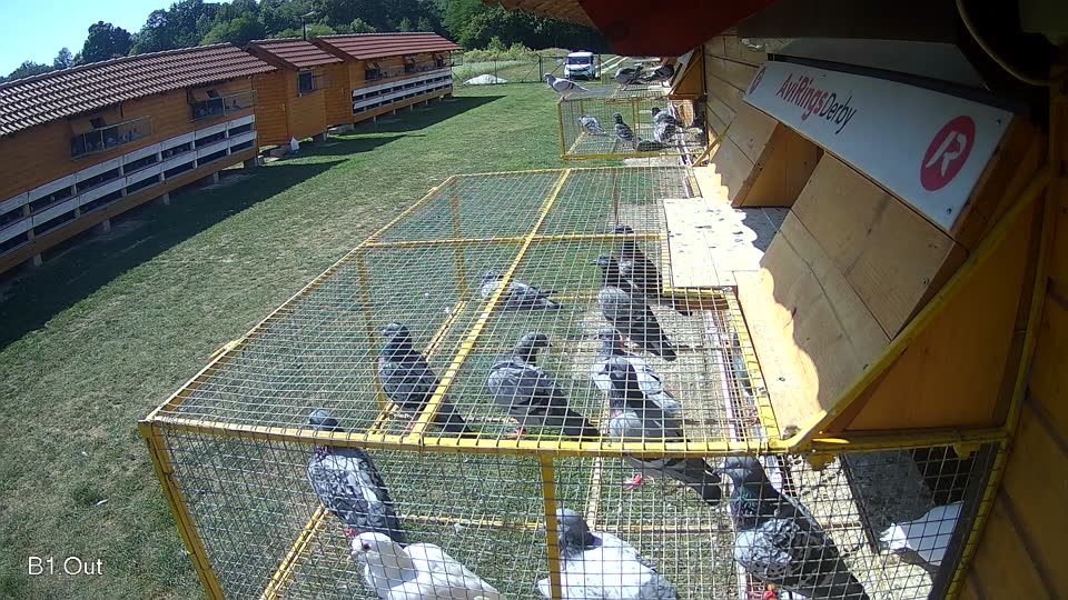 Pigeon Arrival Image For Race Race 5