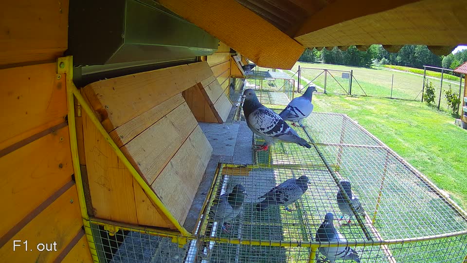 Pigeon Arrival Image For Race Race 4