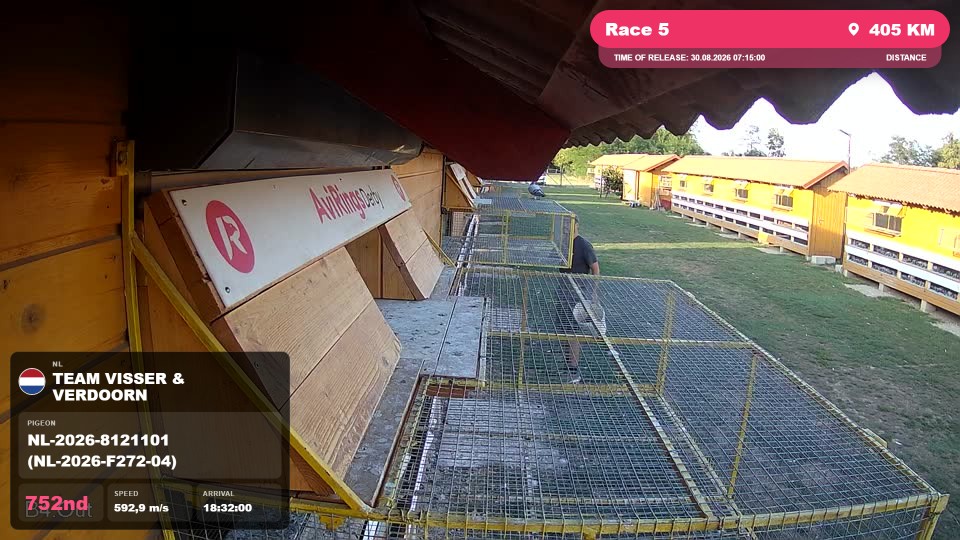 Pigeon Arrival Image For Race Race 5
