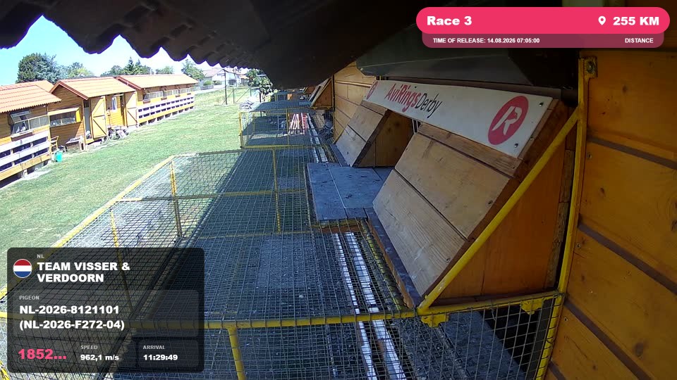 Pigeon Arrival Image For Race Race 3