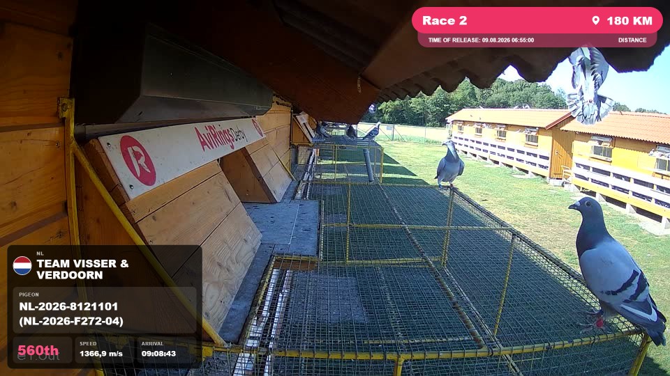 Pigeon Arrival Image For Race Race 2