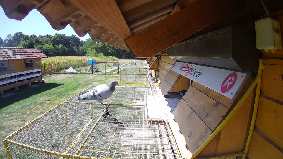 Pigeon Arrival Image For Race Race 3