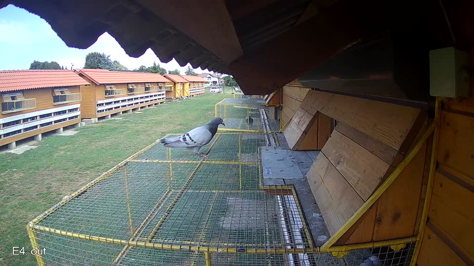 Pigeon Arrival Image For Race Race 4