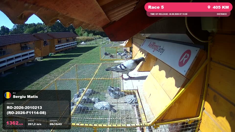 Pigeon Arrival Image For Race Race 5
