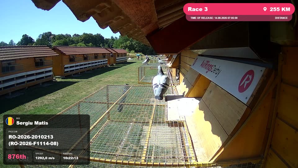 Pigeon Arrival Image For Race Race 3