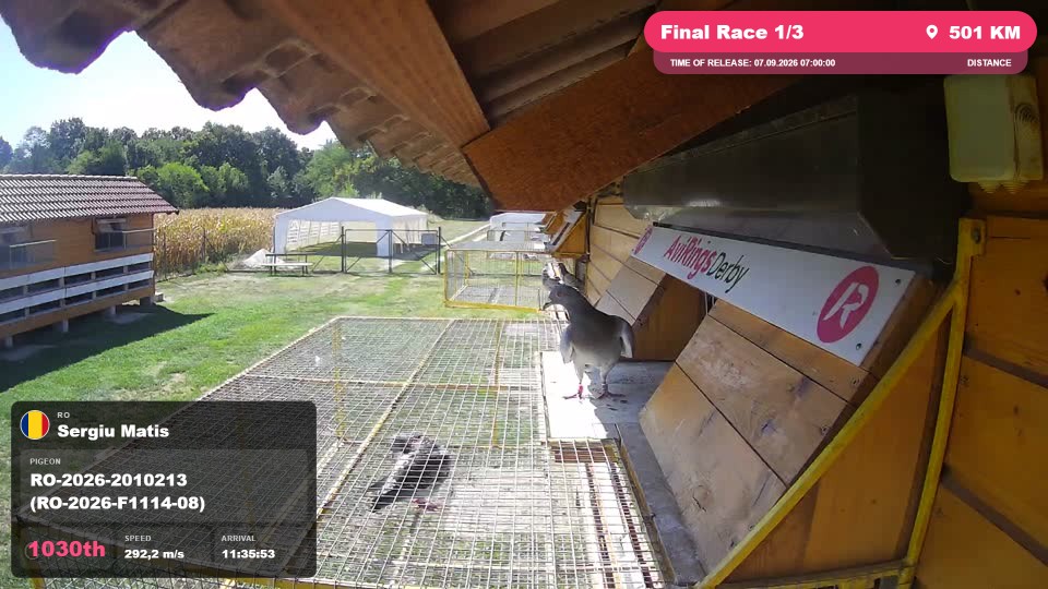 Pigeon Arrival Image For Race Final Race 1/3