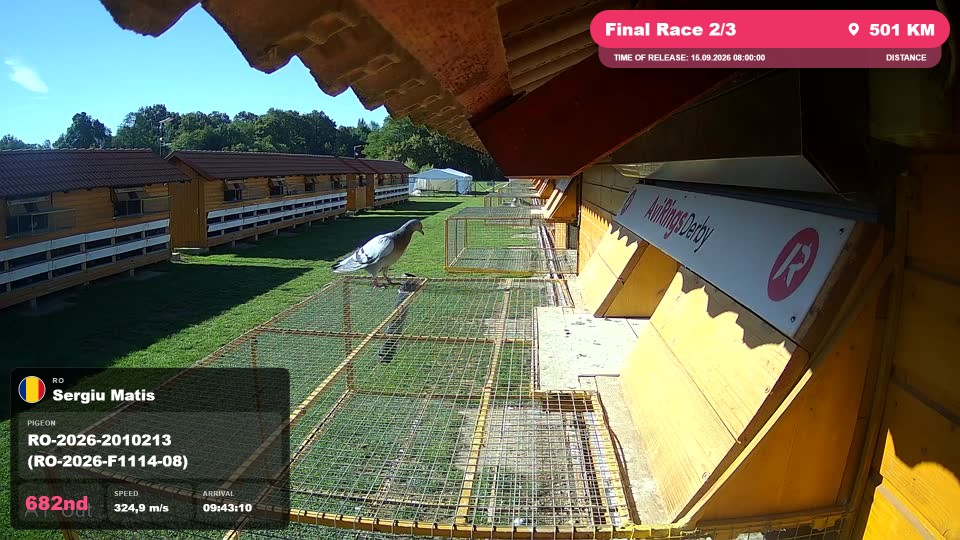 Pigeon Arrival Image For Race Final Race 2/3