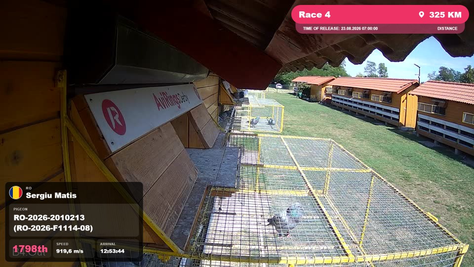 Pigeon Arrival Image For Race Race 4