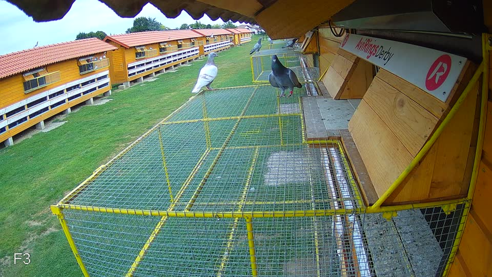 Pigeon Arrival Image For Race Race 3