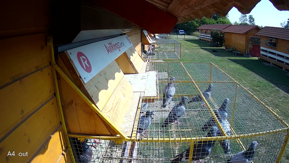 Pigeon Arrival Image For Race Race 1