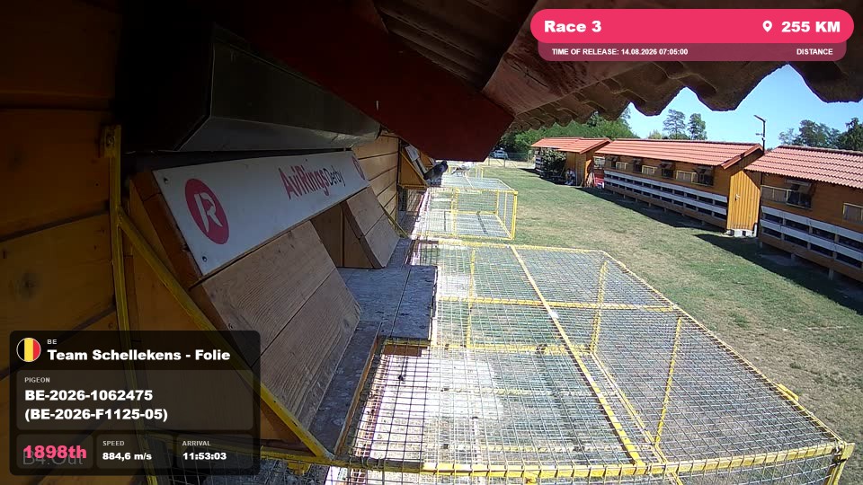 Pigeon Arrival Image For Race Race 3
