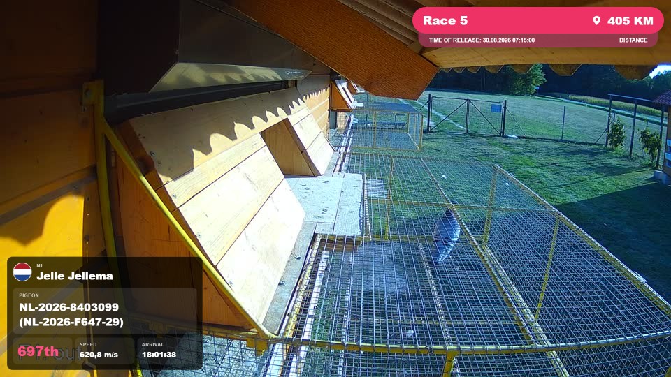 Pigeon Arrival Image For Race Race 5