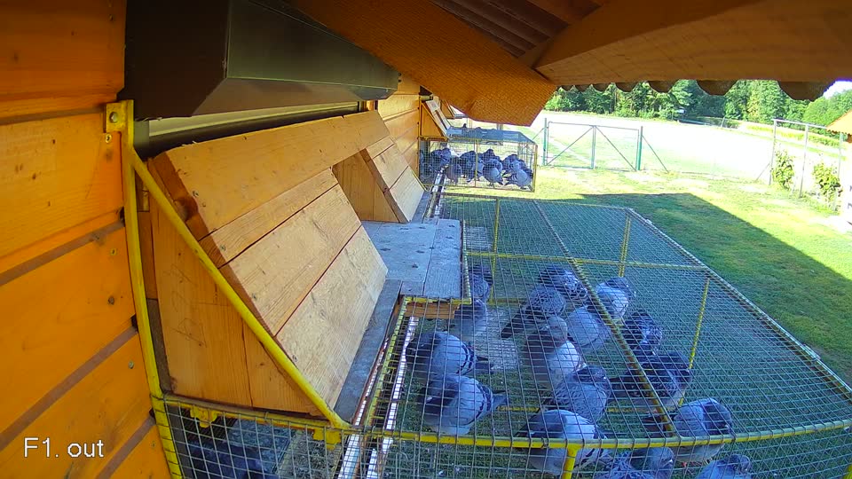 Pigeon Arrival Image For Race Race 3