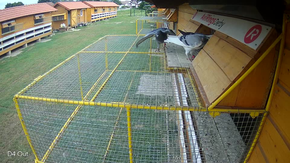 Pigeon Arrival Image For Race Race 3